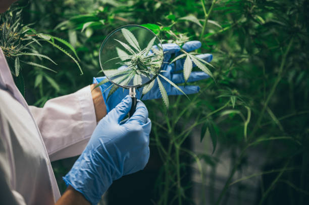 What is the role of Google My Business in dispensary local SEO strategies?